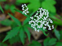 Valeriana tripteris